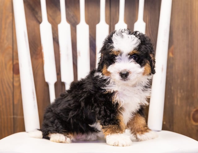 A picture of a Ivy, a gorgeous Mini Bernedoodles for sale