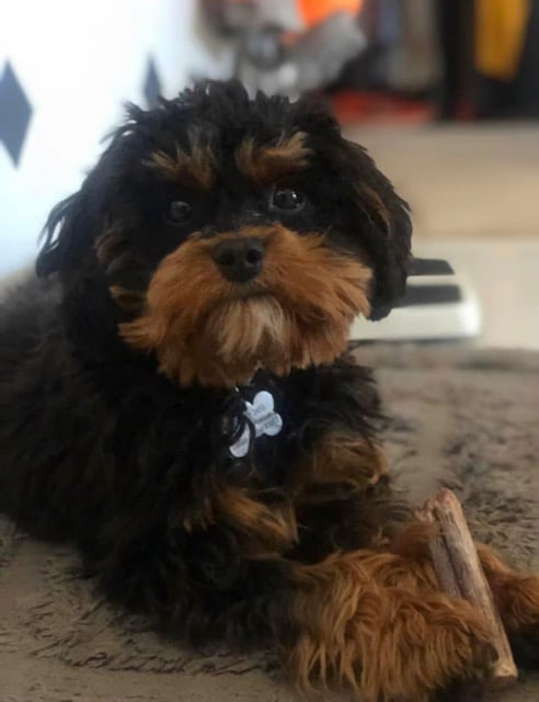 This litter of Cavapoos are of the F1 generation.