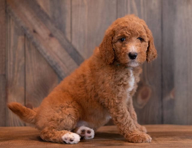 Aggy is an   that should have  and is currently living in New Hamshire