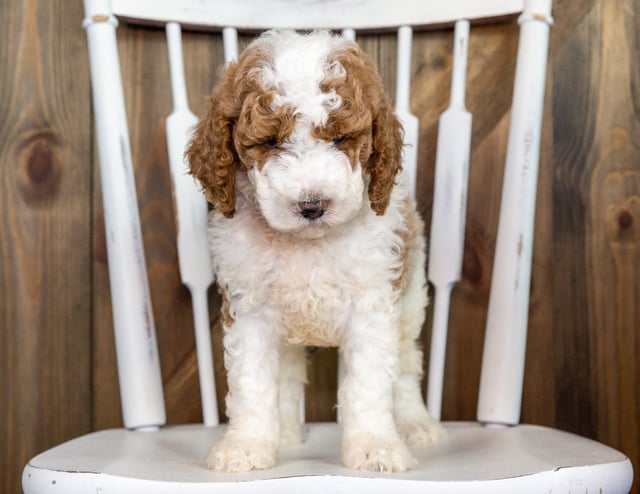 A picture of a Opie, one of our Mini Goldendoodles puppies that went to their home in Tennessee