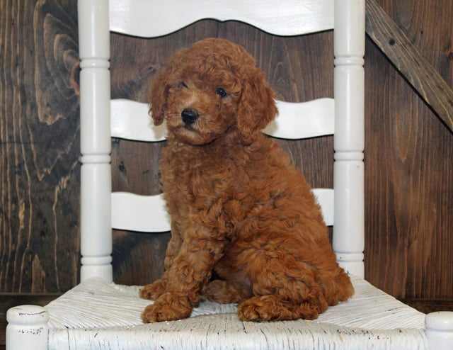 A picture of a Ava, one of our Mini Goldendoodles puppies that went to their home in Kansas