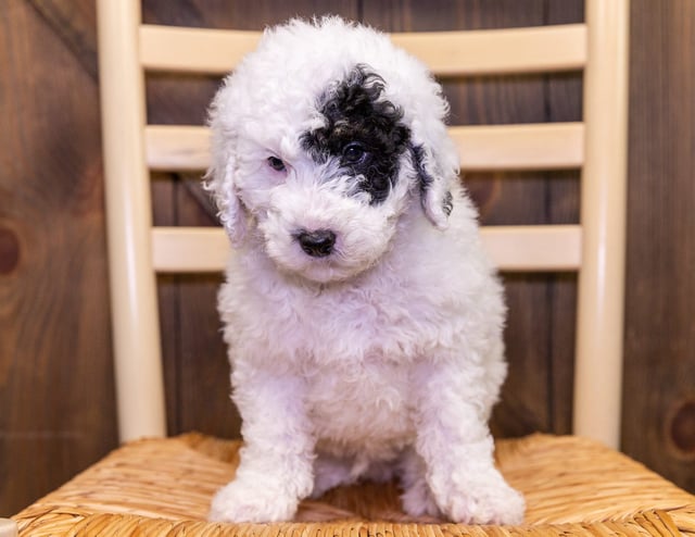 Forest is an F1B Sheepadoodle that should have  and is currently living in California