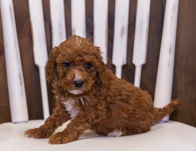 Osita is an F2B Goldendoodle that should have  and is currently living in Iowa