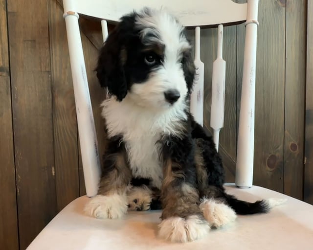 JoJo came from Della and Sawyer's litter of F1 Bernedoodles