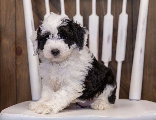 Yancy is an F1 Sheepadoodle that should have  and is currently living in California