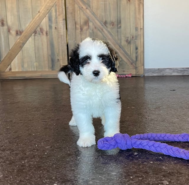 Neo is an F1 Sheepadoodle that should have  and is currently living in Connecticut