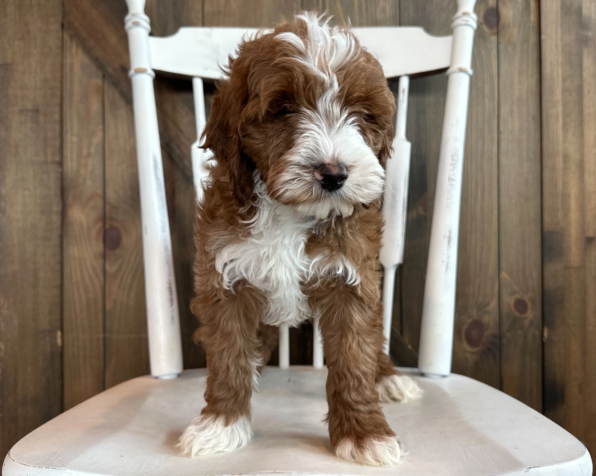 A litter of Mini Goldendoodles raised in Iowa by Poodles 2 Doodles