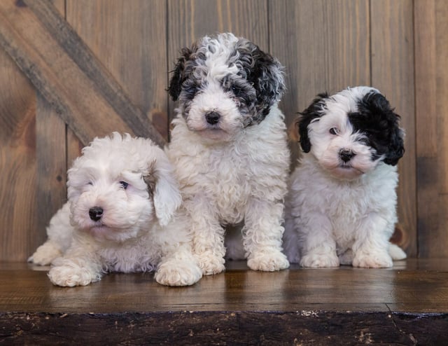 A litter of Petite Sheepadoodles raised in Iowa by Poodles 2 Doodles