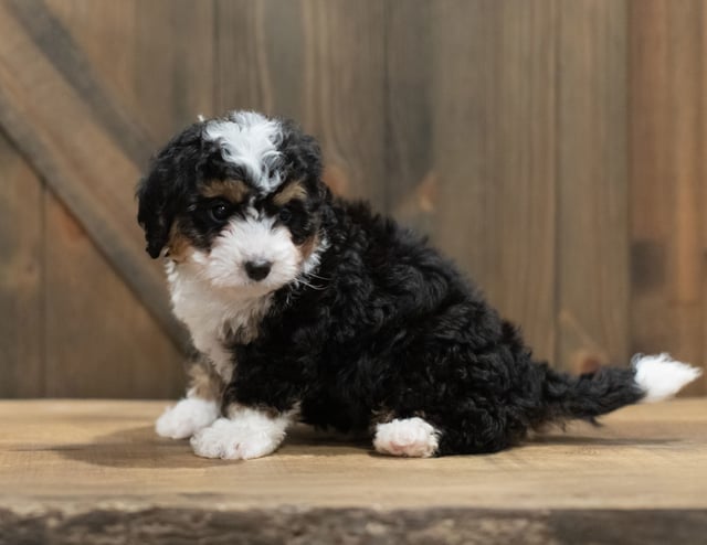 Learn more about Bernedoodles on our blog