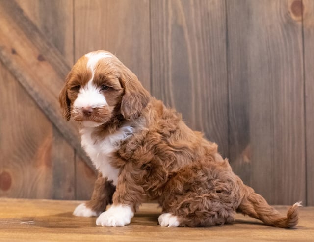 Ivy came from Paisley and Rugar's litter of F1BB Goldendoodles