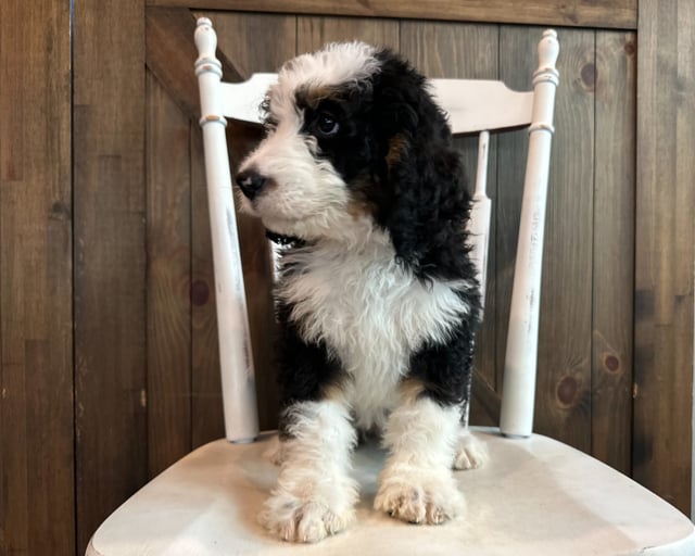 June came from Della and Sawyer's litter of F1 Bernedoodles