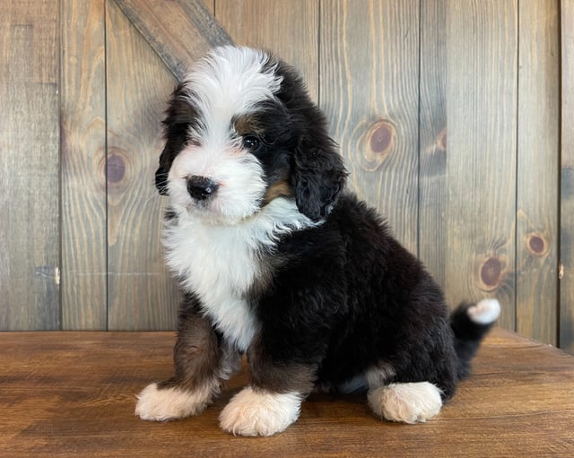 A picture of a Zoom, one of our Standard Bernedoodles puppies that went to their home in Nebraska
