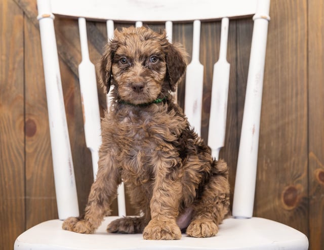 Odie is an F1B Goldendoodle that should have  and is currently living in Iowa