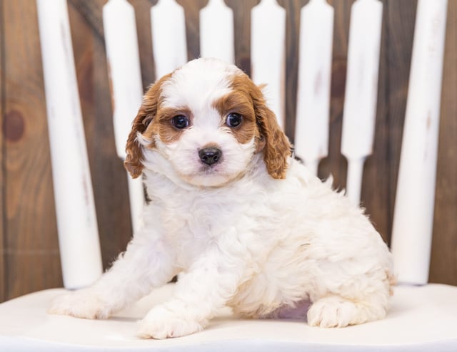 Parker is an F1 Cavapoo that should have  and is currently living in Wisconsin