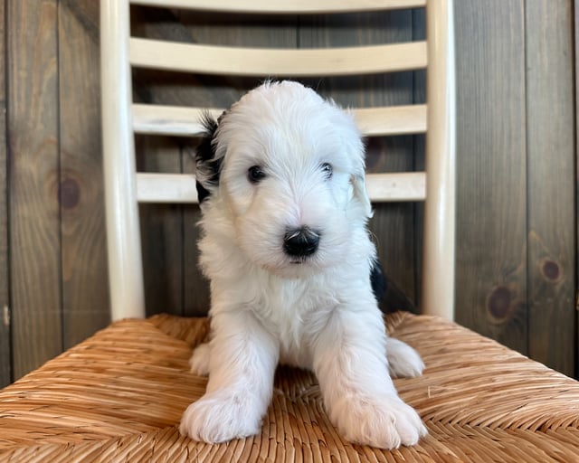 Rina is an F1 Sheepadoodle for sale in Iowa.