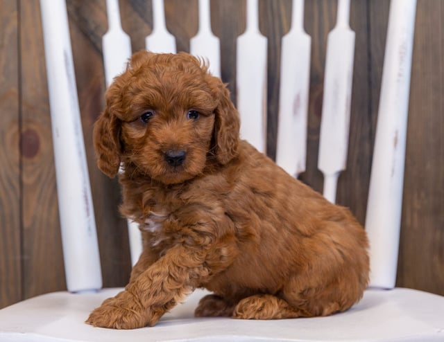 Denny is an F2B Goldendoodle that should have  and is currently living in Minnesota