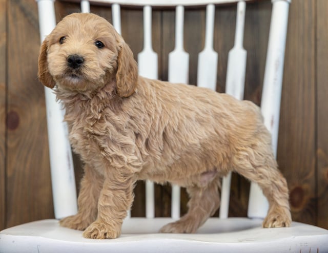 Brody came from KC and Rugar's litter of F1 Goldendoodles