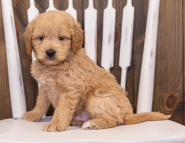 Radar is an F1 Goldendoodle that should have  and is currently living in Colorado
