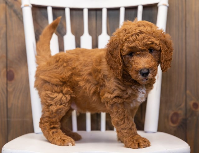 A picture of a Lance, one of our  Goldendoodles puppies that went to their home in California