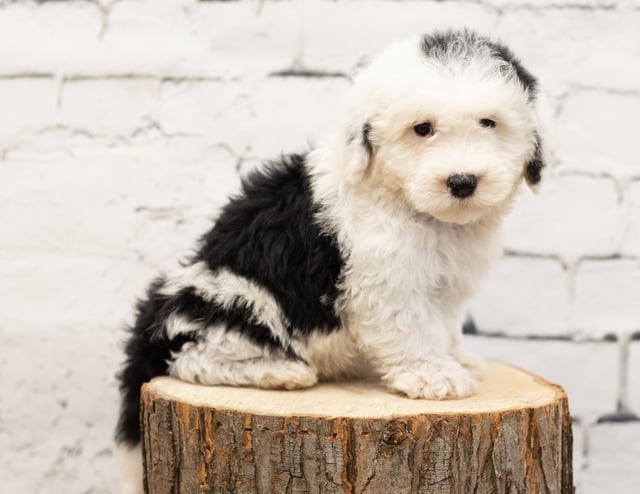 Ruger is an F1 Sheepadoodle for sale in Iowa.