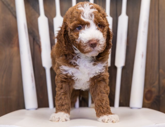 This litter of Goldendoodles are of the F1B generation.