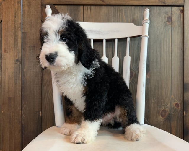 Jane is an F1 Bernedoodle that should have  and is currently living in South Dakota