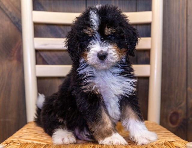 A picture of a Xito, one of our Standard Bernedoodles puppies that went to their home in Nebraska