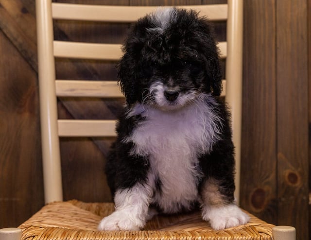 Yoda is an F1 Bernedoodle that should have  and is currently living in Illinois