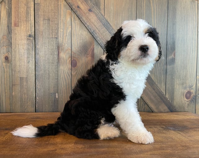 Ace came from Jersey and Bentley's litter of F1 Bernedoodles