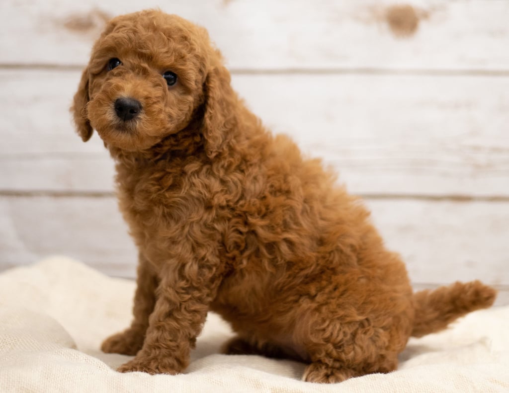 Katie was born on 01/04/2019 and is a Illinois Goldendoodle