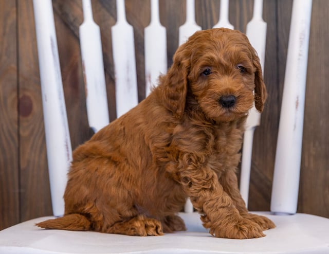A picture of a Dawson, one of our  Goldendoodles puppies that went to their home in Florida