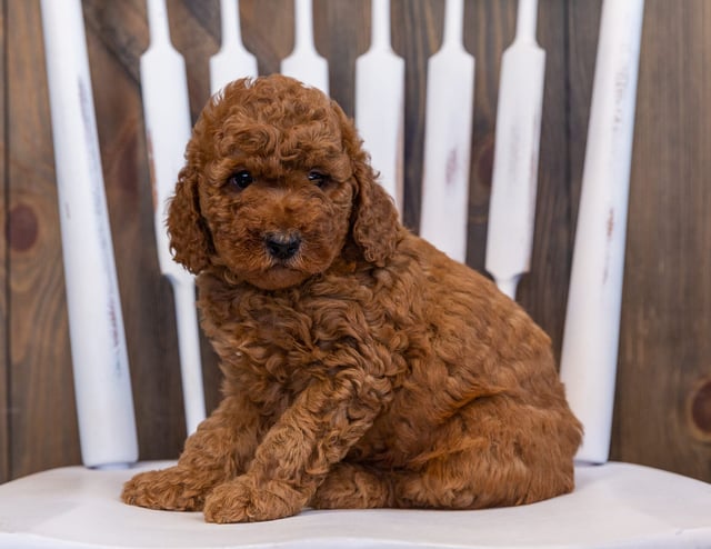 Doodle is an F2B Goldendoodle that should have  and is currently living in Iowa