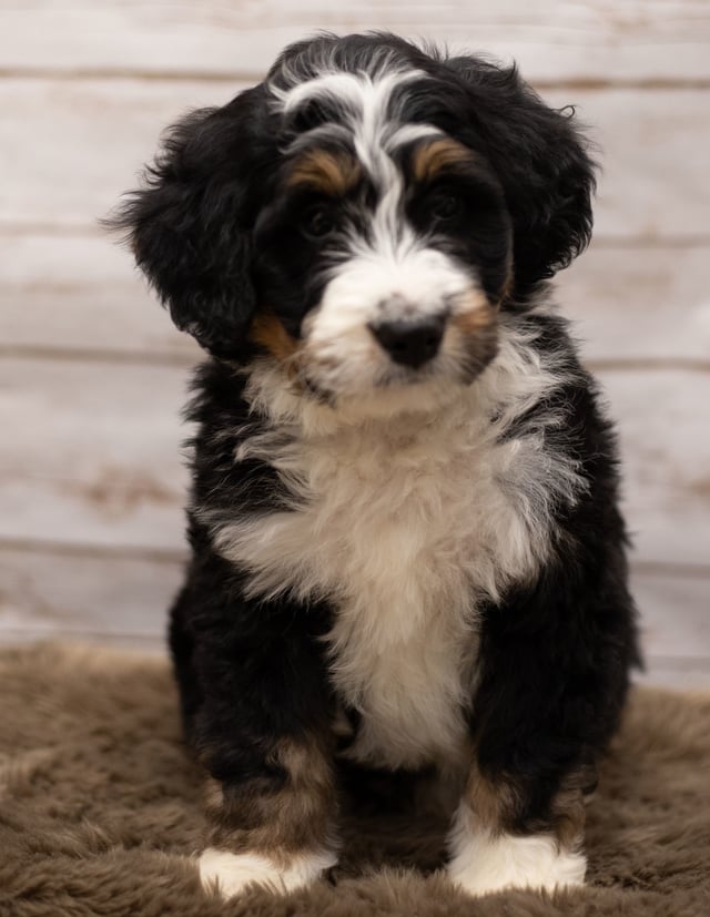 Icon is an F1 Bernedoodle for sale in Iowa.