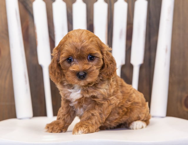 Polly is an F1 Cavapoo that should have  and is currently living in Minnesota