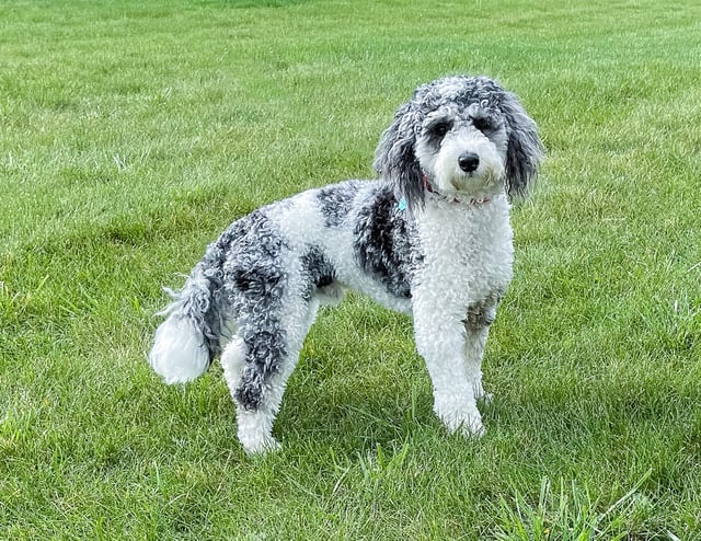 Leo is an F1B Sheepadoodle and a father here at Poodles 2 Doodles - Best Sheepadoodle and Goldendoodle Breeder in Iowa