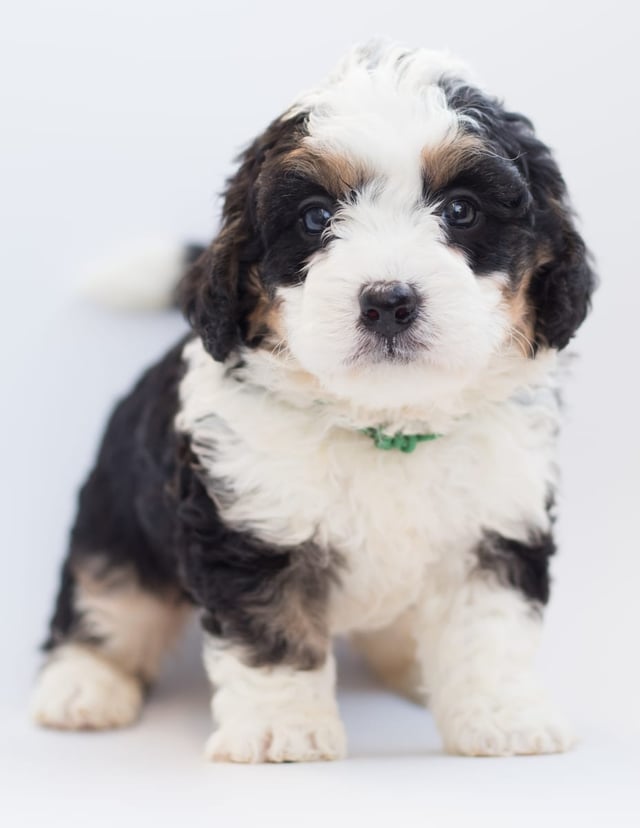 A picture of a Bea, a gorgeous  Bernedoodles for sale