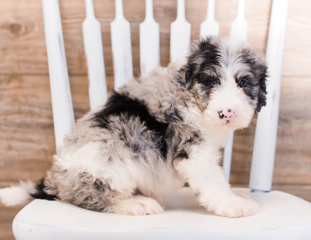 Yang is an F1 Sheepadoodle that should have  and is currently living in Iowa