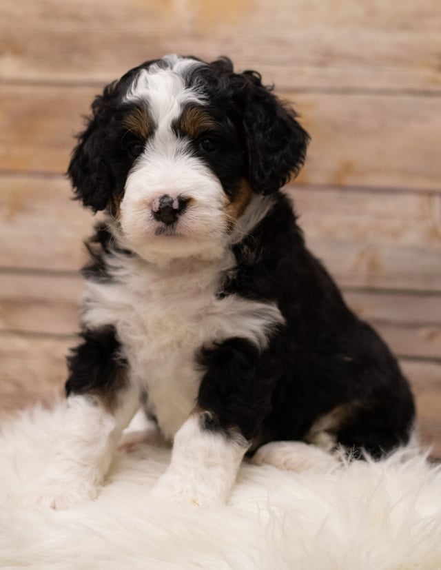 Ibsy was born on 12/12/2018 and is a Tennessee Bernedoodle