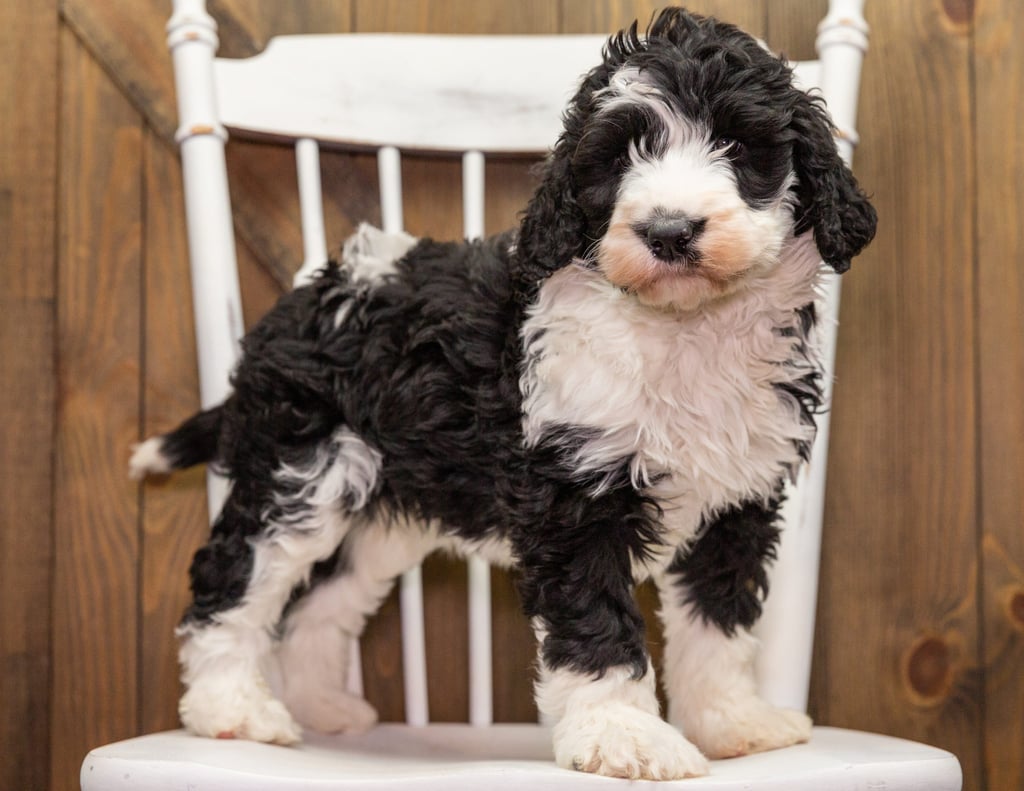 A picture of a Dixie, one of our Standard Sheepadoodles puppies that went to their home in Nebraska