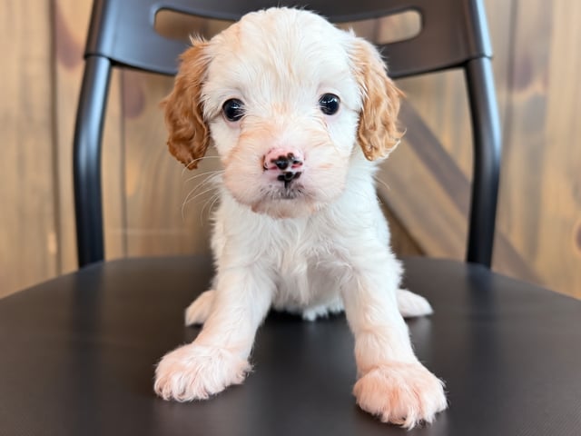 A picture of a Faye, a gorgeous Petite Cavapoos for sale