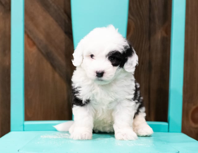 Elssa is an F1 Sheepadoodle for sale in Iowa.