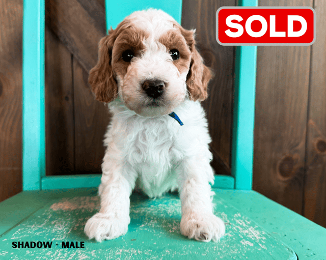 Learn more about Goldendoodles on our blog