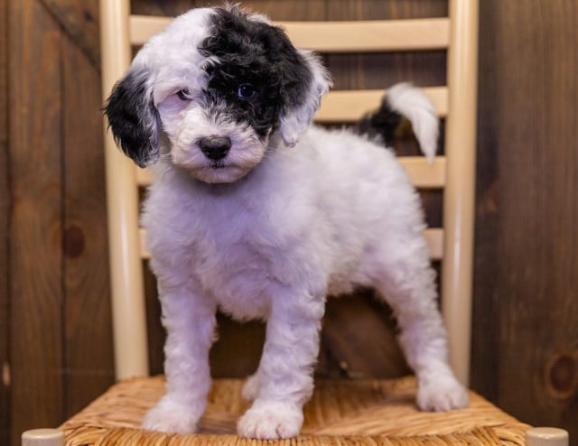 Vicky came from Paris and Bentley's litter of F1B Sheepadoodles