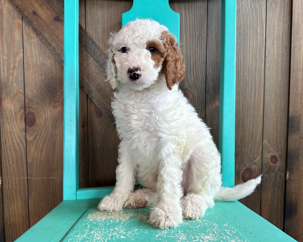 Irwin is a Standard Goldendoodle Puppy Sold As Of 06/30/2023