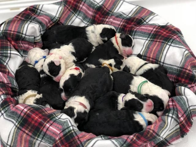 This litter of Sheepadoodles are of the F1 generation.