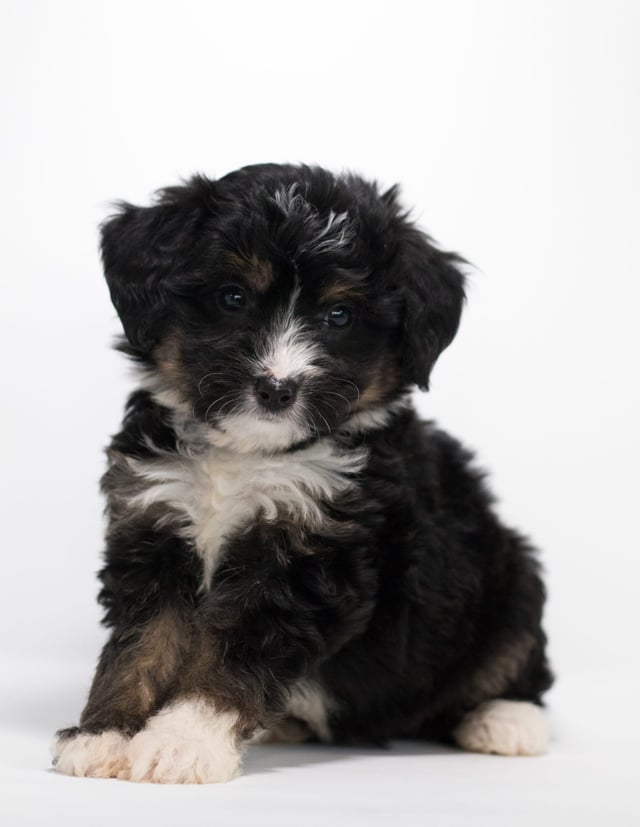 Another great picture of Faith, a Bernedoodles puppy