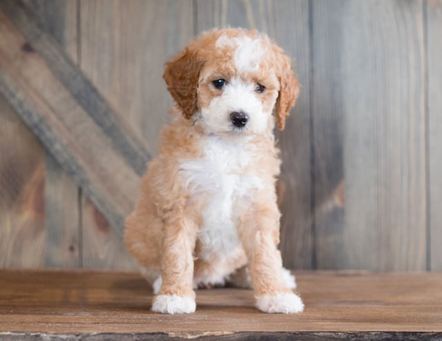 Bali is an F1B Goldendoodle that should have  and is currently living in Illinois