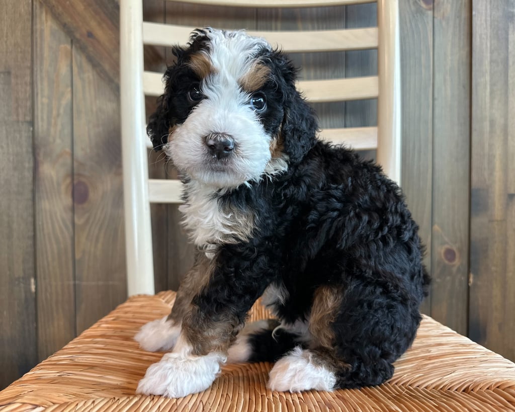 Jace is an F1 Bernedoodle that should have  and is currently living in Nevada