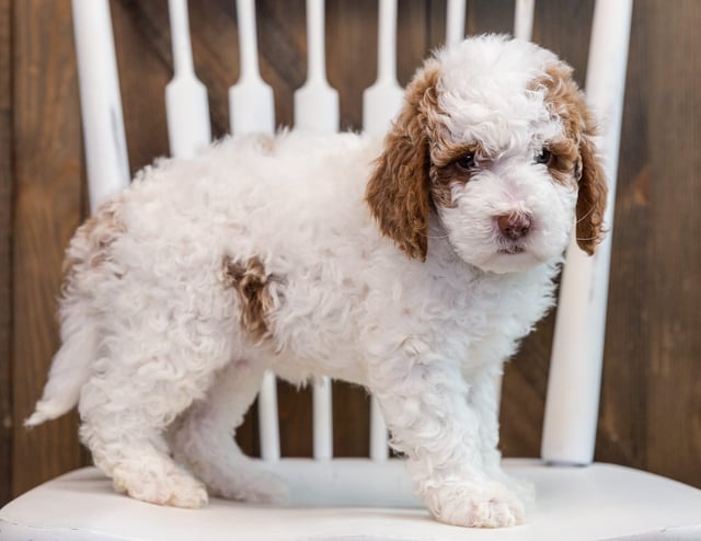 A picture of a Brock, one of our Mini Goldendoodles puppies that went to their home in Florida