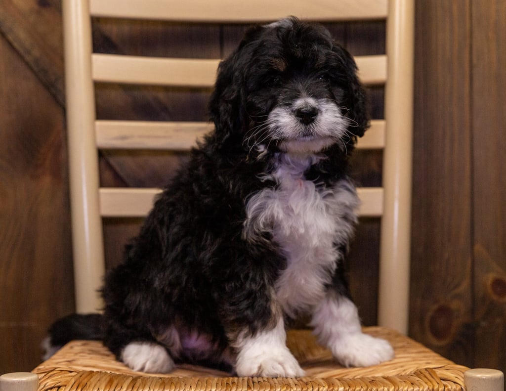 A picture of a Yani, one of our Standard Bernedoodles puppies that went to their home in Minnesota